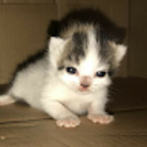 Meet your Posher, Casey